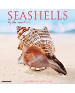 Willow Creek Press Scenic Monthly Wall Calendar, 12in x 12in, Seashells, January To December 2022