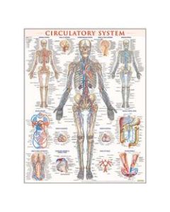 QuickStudy Human Anatomical Poster, English, Circulatory System, 28in x 22in