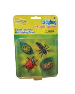 Insect Lore Ladybug Life Cycle Stages, Pre-K - Grade 6