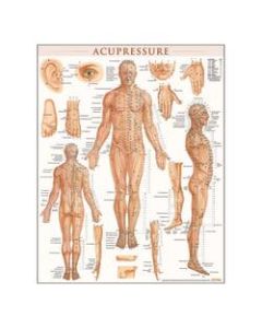 QuickStudy Human Anatomical Poster, English, Acupressure, 28in x 22in