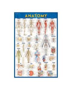 QuickStudy Human Anatomical Poster, English, 28in x 22in