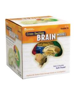 Learning Resources Human Brain Cross Section Model, 5in