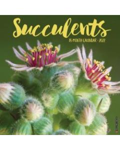 Willow Creek Press Scenic Monthly Wall Calendar, 12in x 12in, Succulents, January To December 2022