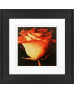 Timeless Frames Alexis Framed Floral Artwork, 8in x 8in, Black Frame, Rose I