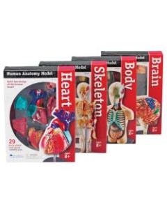 Learning Resources Model Anatomy Bundle, Grades 3 - 12