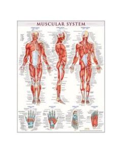 QuickStudy Human Anatomical Poster, English, Muscular System, 28in x 22in