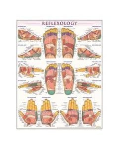 QuickStudy Human Anatomical Poster, English, Reflexology, 28in x 22in