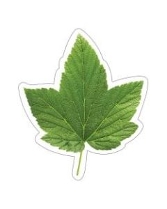 Schoolgirl Style Single Cut-Outs, 5-1/2in x 6-1/4in, Green Leaf Colorful, Pack Of 36 Cut-Outs