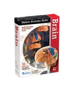 Learning Resources Model Brain Anatomy Set, Grades 3 - 12