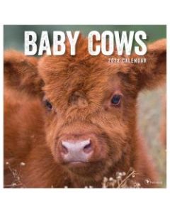 TF Publishing Animal Wall Calendar, 12in x 12in, Baby Cows, January To December 2022