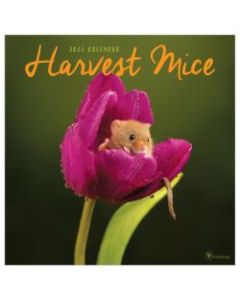TF Publishing Animal Wall Calendar, 12in x 12in, Harvest Mice, January To December 2022