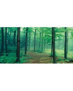 Biggies Wall Mural, 27in x 54in, Misty Forest