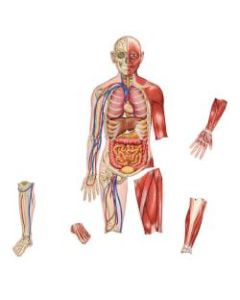 Learning Resources Double-Sided Magnetic Human Body, 3ft, Multicolor, Kindergarten To Grade 4