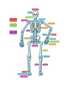 Teacher Created Resources Human Skeleton Accents - Theme/Subject: Learning - Skill Learning: Anatomy - 40 Pieces - 5-17 Year - 1 / Set
