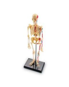 Learning Resources Human Skeleton Model, Grade 3 - Grade 9